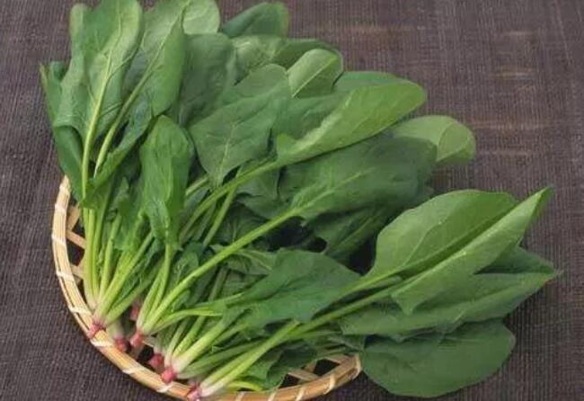 菠菜15一斤价格比肉贵-菠菜15一斤价格比肉贵多少