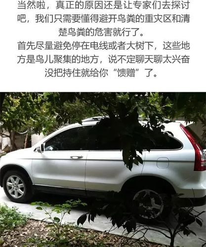 鸟为什么在汽车上拉屎（鸟为什么在车镜上拉屎）