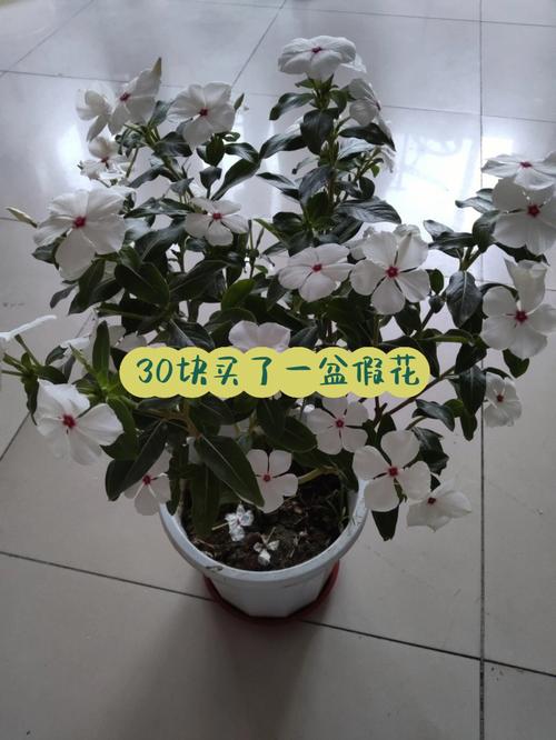 金达莱-金达莱叶子黄了怎么回事